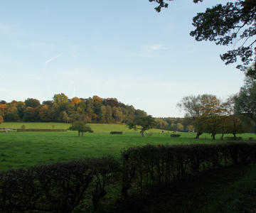 Cow pasture view